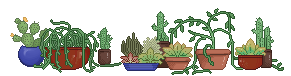 potted succulents