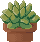 potted succulent